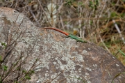 08 - Blyde River Canyon NP (13)
